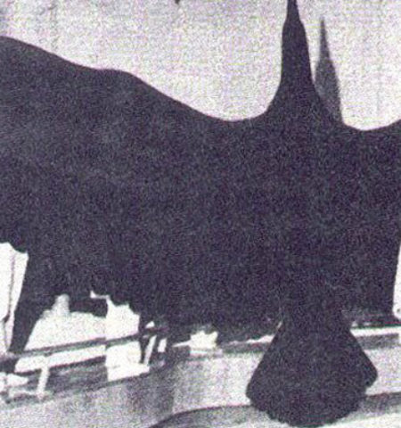 Picture 10 Prehistoric Birds That Are Thankfully Extinct