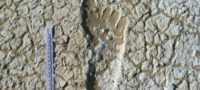 Picture 20,000-Year-Old Human Footprints Found in Australia; One Track Was of a Man Running at Olympic-Sprinter Speed