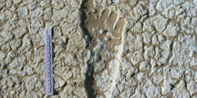 Picture 20,000-Year-Old Human Footprints Found in Australia; One Track Was of a Man Running at Olympic-Sprinter Speed