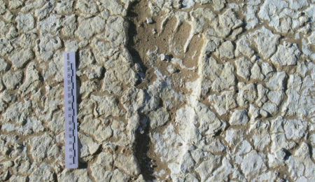 Picture 20,000-Year-Old Human Footprints Found in Australia; One Track Was of a Man Running at Olympic-Sprinter Speed