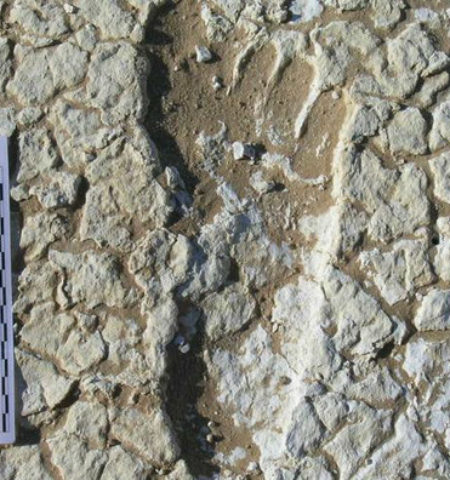 Picture 20,000-Year-Old Human Footprints Found in Australia; One Track Was of a Man Running at Olympic-Sprinter Speed