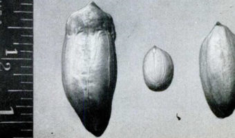 Picture Atomic Gardening, the 1950s Craze for Creating Mutant Plants that Gave Us Peppermint and Red Grapefruit