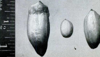 Picture Atomic Gardening, the 1950s Craze for Creating Mutant Plants that Gave Us Peppermint and Red Grapefruit