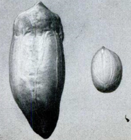 Picture Atomic Gardening, the 1950s Craze for Creating Mutant Plants that Gave Us Peppermint and Red Grapefruit