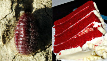 Picture 18 Extremely Unsettling Facts