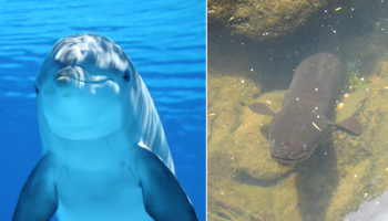 Picture 10 Weirdest Behaviors Observed in The Animal Kingdom