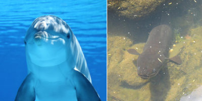 Picture 10 Weirdest Behaviors Observed in The Animal Kingdom