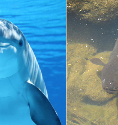 Picture 10 Weirdest Behaviors Observed in The Animal Kingdom