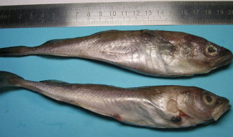 Picture Fish are Shrinking in Size as Climate Change is Increasing Sea Surface Temperatures