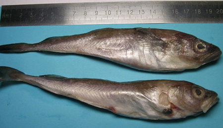 Picture Fish are Shrinking in Size as Climate Change is Increasing Sea Surface Temperatures