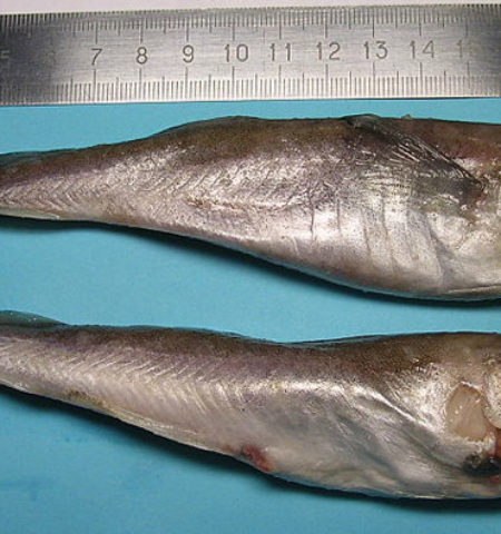 Picture Fish are Shrinking in Size as Climate Change is Increasing Sea Surface Temperatures
