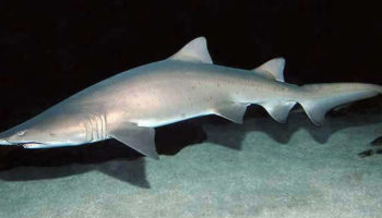 Picture 10 Freaky And Weird Facts