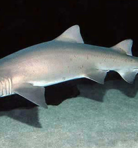 Picture 10 Freaky And Weird Facts