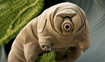 Picture Tardigrades, the Creatures that Could Survive Seemingly Impossible Extremes