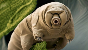 Picture Tardigrades, the Creatures that Could Survive Seemingly Impossible Extremes