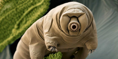 Picture Tardigrades, the Creatures that Could Survive Seemingly Impossible Extremes