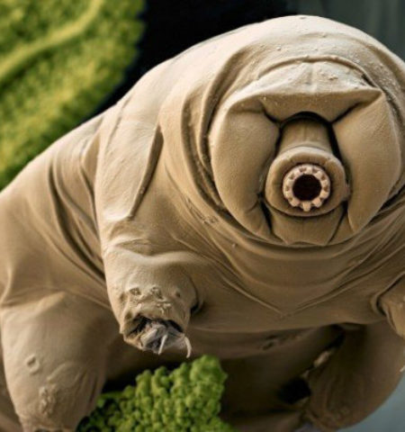 Picture Tardigrades, the Creatures that Could Survive Seemingly Impossible Extremes