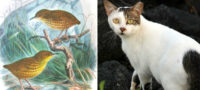 Picture How Tibbles the Cat Killed a Rare Species of Birds to Extinction