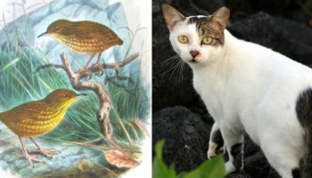 Picture How Tibbles the Cat Killed a Rare Species of Birds to Extinction