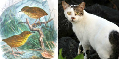Picture How Tibbles the Cat Killed a Rare Species of Birds to Extinction