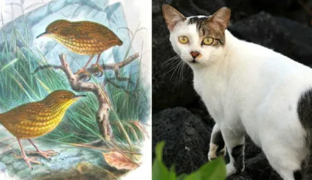 Picture How Tibbles the Cat Killed a Rare Species of Birds to Extinction