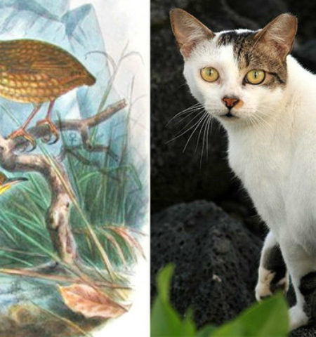 Picture How Tibbles the Cat Killed a Rare Species of Birds to Extinction