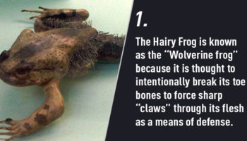 Picture 10 Craziest Ways Animals Protect Themselves From Predators