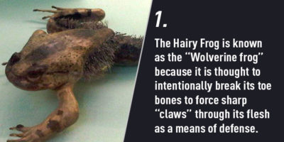 Picture 10 Craziest Ways Animals Protect Themselves From Predators