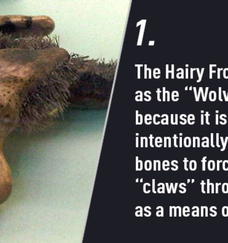 Picture 10 Craziest Ways Animals Protect Themselves From Predators