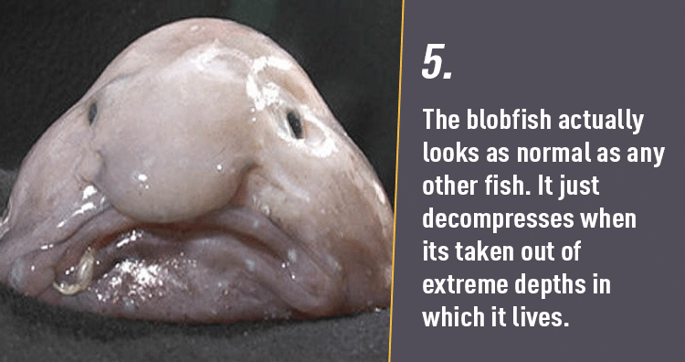 10 Bizarre Facts about Deep-Sea Creatures