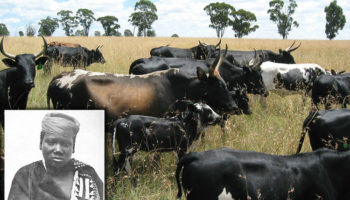 Picture 10 Greatest Acts of Mass Stupidity