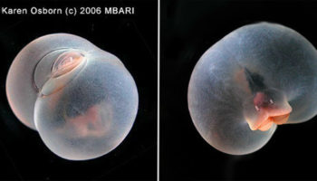 Picture 10 Bizarre Facts About Deep-Sea Creatures