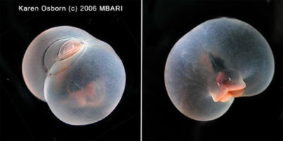 Picture 10 Bizarre Facts About Deep-Sea Creatures