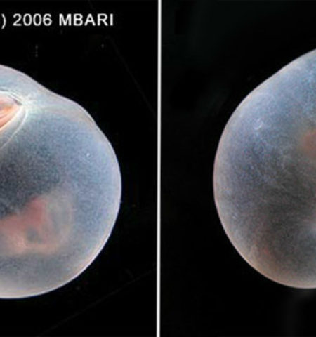 Picture 10 Bizarre Facts About Deep-Sea Creatures