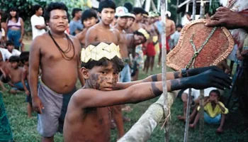Picture Why Sateré-Mawé Warriors Endure the Bullet Ant Sting