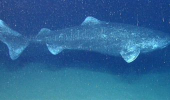 Picture 10 Animals Who have a Longer Lifespan than an Average Human Being