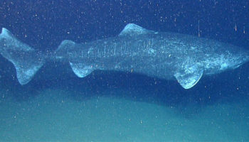 Picture 10 Animals Who have a Longer Lifespan than an Average Human Being