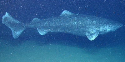 Picture 10 Animals Who have a Longer Lifespan than an Average Human Being