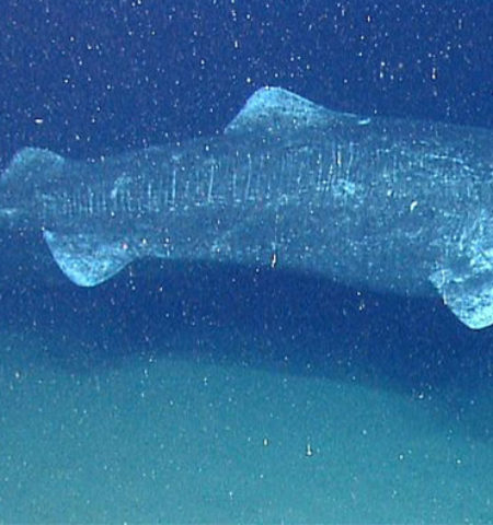 Picture 10 Animals Who have a Longer Lifespan than an Average Human Being