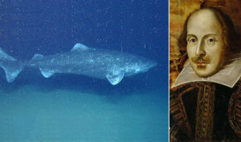 Picture 15 Incredible Facts about Sharks