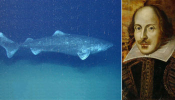 Picture 15 Incredible Facts about Sharks