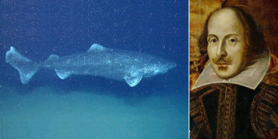 Picture 15 Incredible Facts about Sharks