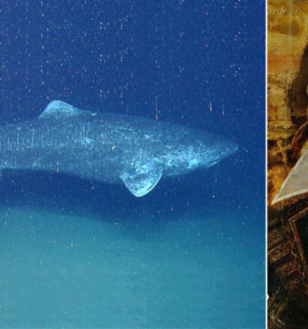 Picture 15 Incredible Facts about Sharks