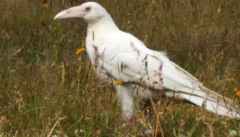 Picture 10 Amazing Facts About Ravens