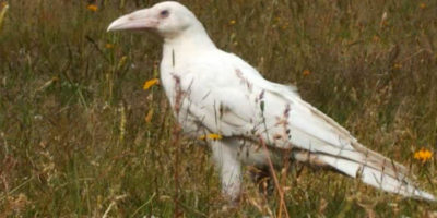 Picture 10 Amazing Facts About Ravens