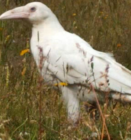 Picture 10 Amazing Facts About Ravens