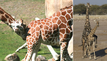 Picture 10 Bizarre Animal Mating Habits