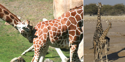 Picture 10 Bizarre Animal Mating Habits