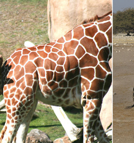 Picture 10 Bizarre Animal Mating Habits