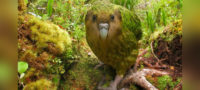 Picture Kakapo, The World’s Largest Flightless Nocturnal Parrot, Now Only 154 Left
